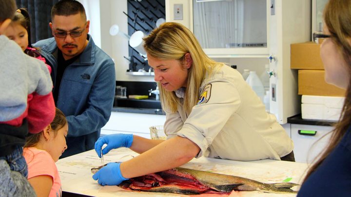 Fish Dissection