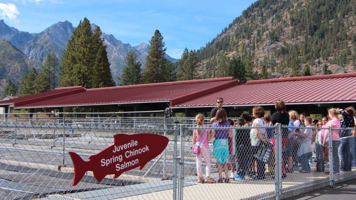 Hatchery ponds